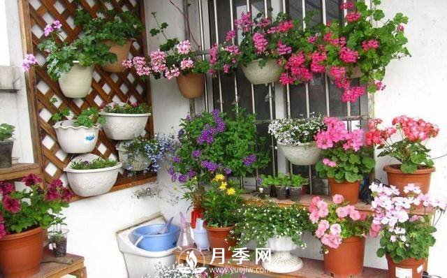 澆水學(xué)問(wèn)大，牡丹花”也能開(kāi)不停(圖1)