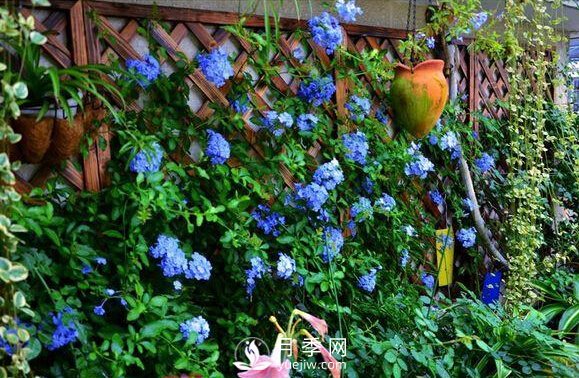 做花墻除了藤本月季花墻，還有這4種花(圖3)