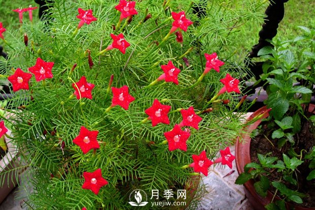 除了爬藤月季，還有適合新手栽種的三種爬藤花卉(圖1)