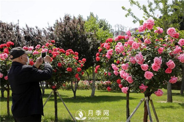 內鄉縣七里坪鄉：潛心謀月季產(chǎn)業(yè) 鋪就產(chǎn)業(yè)致富路(圖1)