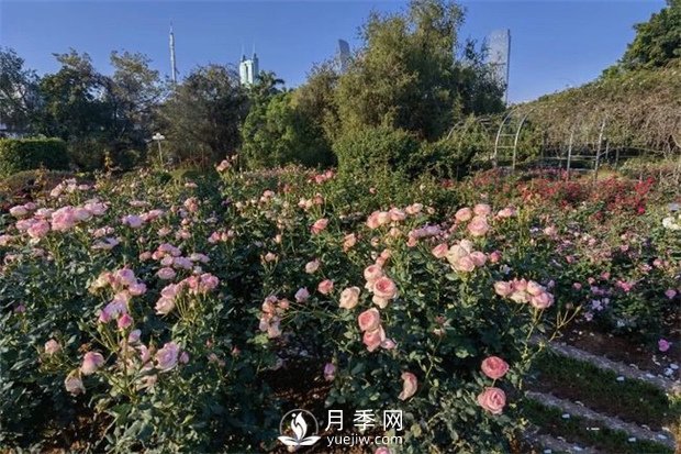 深圳免費月季花展，人民公園月季花盛開(kāi)(圖1)