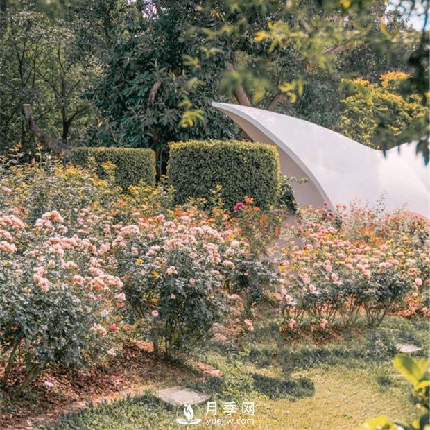 深圳免費月季花展，人民公園月季花盛開(kāi)(圖6)
