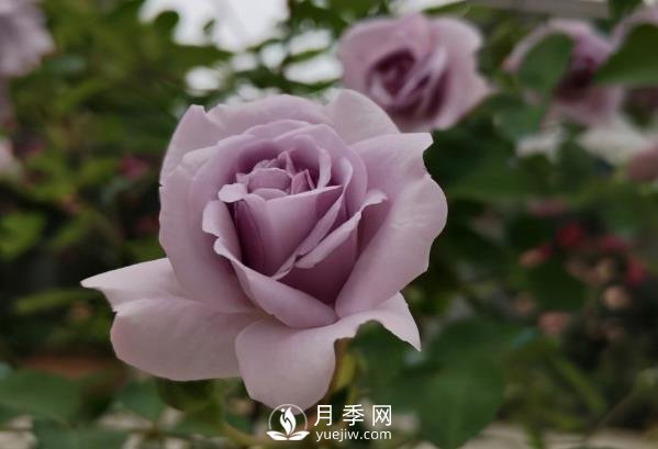 三月?lián)Q盆后的月季苗枯萎了怎么辦？(圖1)