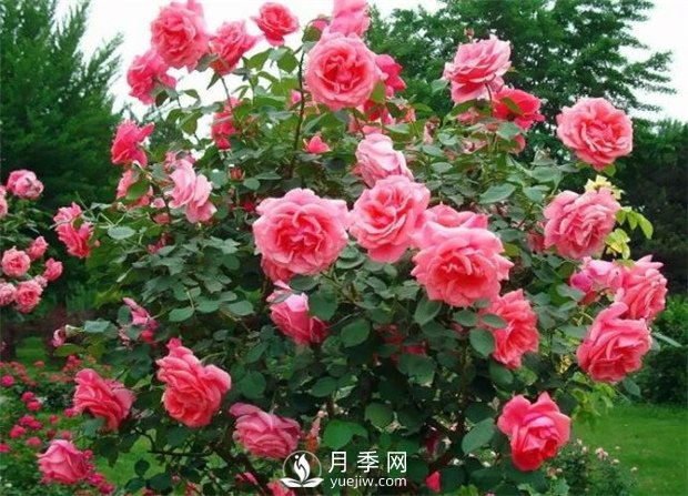 春季花木害蟲(chóng)頻發(fā)，做好病蟲(chóng)害防治很重要(圖1)