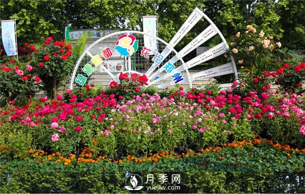 鄭州市2015年第二十一屆月季花展景觀(guān)(圖1)