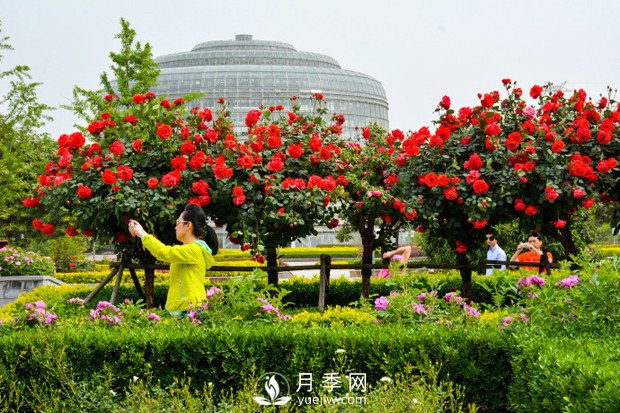 鄭州市2016年第二十二屆月季花展景觀(guān)(圖3)