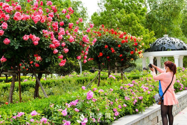 鄭州市2016年第二十二屆月季花展景觀(guān)(圖5)