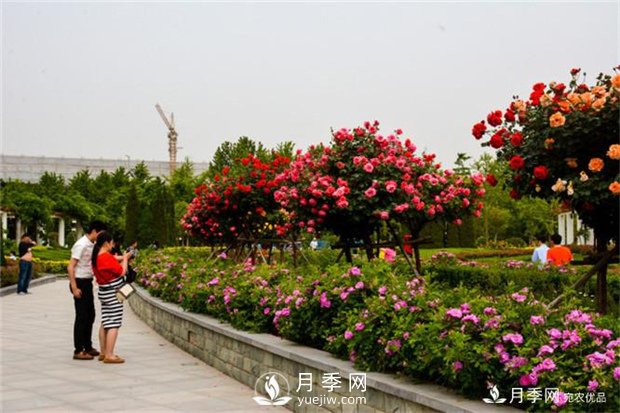 鄭州市2016年第二十二屆月季花展景觀(guān)(圖4)