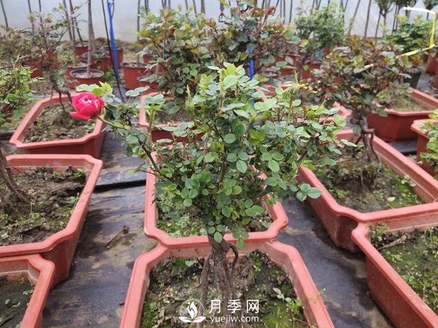 提根月季盆景，養一盆很愜意(圖1)