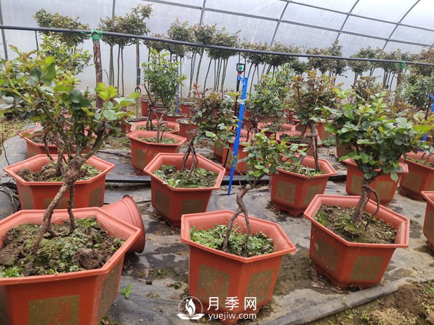 提根月季盆景，養一盆很愜意(圖2)