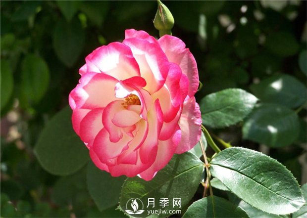 一年四季都不會(huì )凋謝的花，你喜歡月季嗎(圖1)