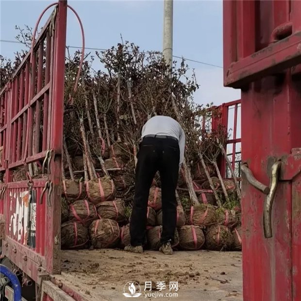 南陽(yáng)精品樹(shù)狀月季，讓城市景觀(guān)更美麗(圖4)