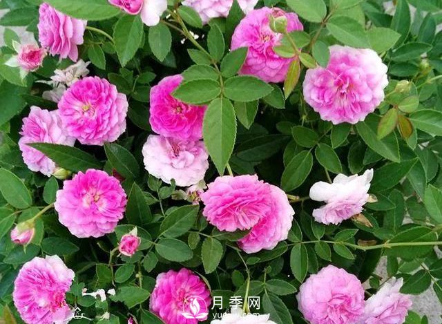 適合陽(yáng)臺的瑪姬嬸嬸月季，小巧花美有香味，開(kāi)花到爆盆！(圖1)