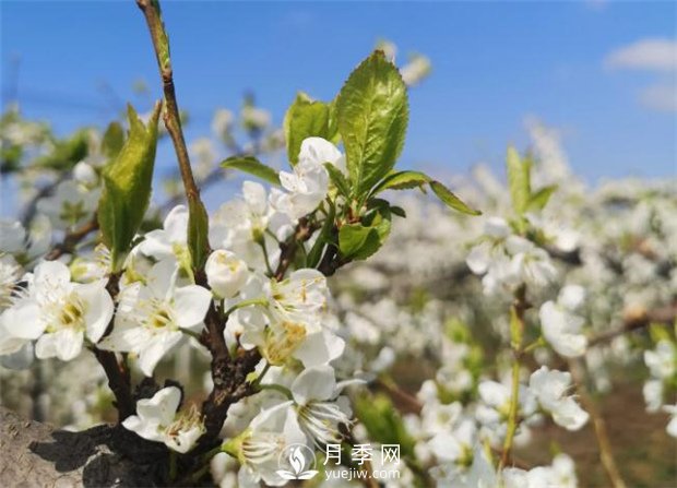 南陽(yáng)：百花競相開(kāi)放 踏春自然美景(圖1)