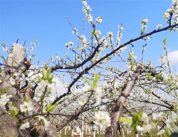 南陽(yáng)：百花競相開(kāi)放 踏春自然美景(圖2)