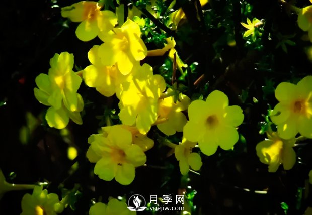 美麗鄉村建設，種什么花卉苗木比較好？已選月季(圖2)