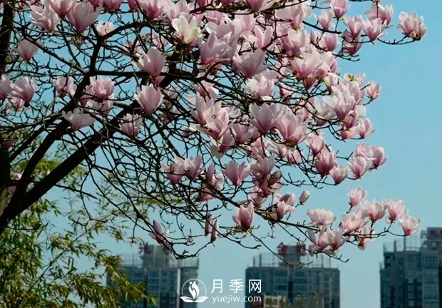 美麗鄉村建設，種什么花卉苗木比較好？已選月季(圖3)