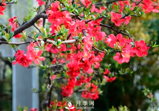 美麗鄉村建設，種什么花卉苗木比較好？已選月季(圖5)
