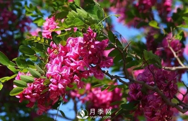 美麗鄉村建設，種什么花卉苗木比較好？已選月季(圖9)