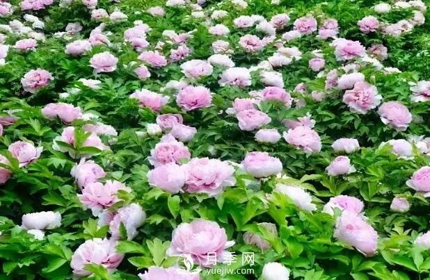 美麗鄉村建設，種什么花卉苗木比較好？已選月季(圖6)