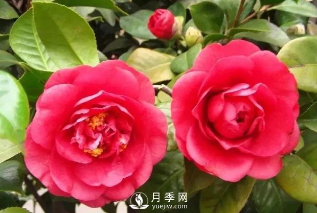 美麗鄉村建設，種什么花卉苗木比較好？已選月季(圖7)