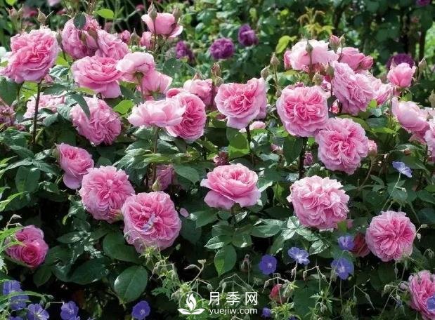 美麗鄉村建設，種什么花卉苗木比較好？已選月季(圖8)