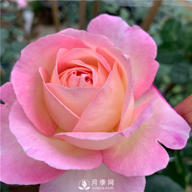 破曉月季，一款濃香型的灌木月季(圖1)