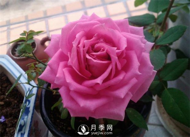 不眠芳香月季，以香味出名的豐花月季滿(mǎn)屋飄香(圖1)