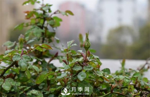 陽(yáng)臺的藤彩虹很喜歡(圖2)