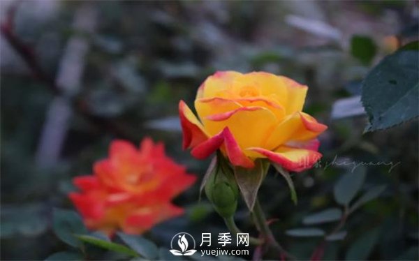 陽(yáng)臺的藤彩虹很喜歡(圖1)