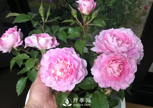 海神王陽(yáng)臺月季，專(zhuān)為盆栽觀(guān)賞而生，四季有花開(kāi)(圖3)