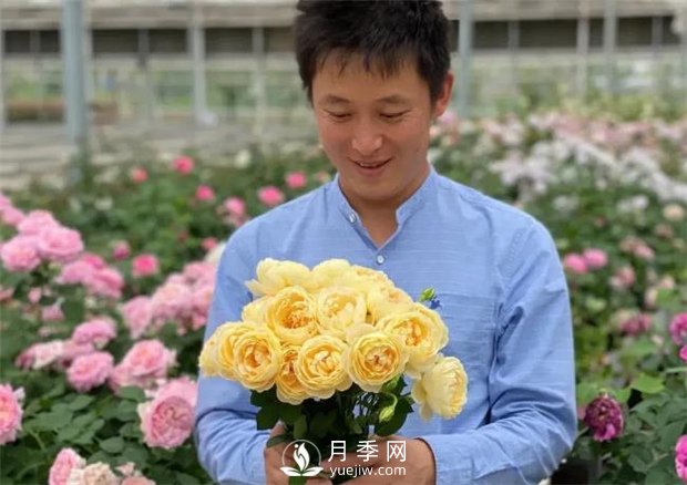歌笛月季，一個(gè)被世界月季委員會(huì )**選擇的月季品種(圖2)