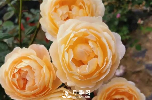 歌笛月季，一個(gè)被世界月季委員會(huì )**選擇的月季品種(圖3)