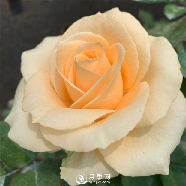 蜜桃雪山月季，杏黃色切花月季，溫柔有你(圖3)