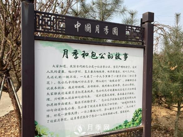 南陽(yáng)中國月季園，包公和月季的故事(圖1)