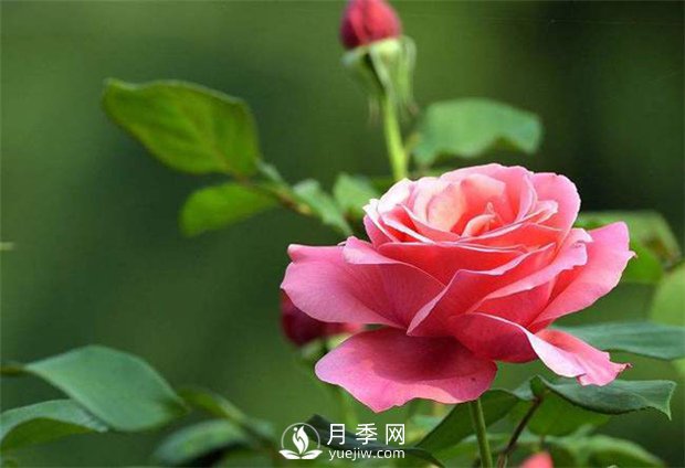 一場(chǎng)春雨一場(chǎng)暖，苗木養護要及時(shí)(圖1)