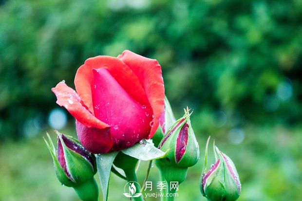 月季施肥和月季冬天養護，花友心得(圖1)