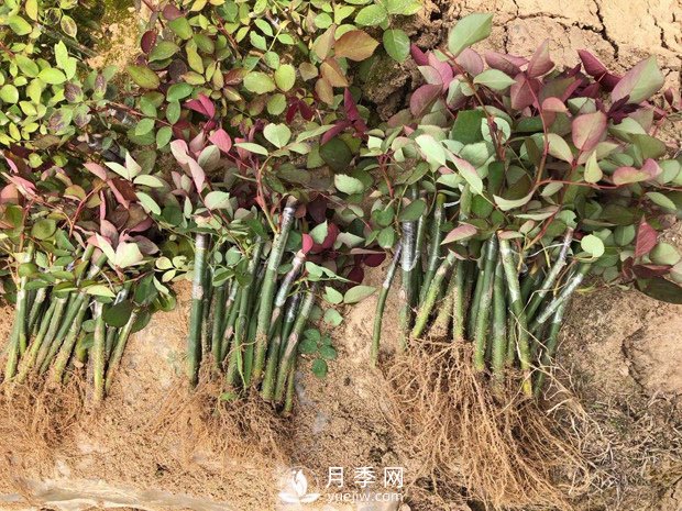 專(zhuān)家心得來(lái)告訴你月季的扦插方法(圖1)