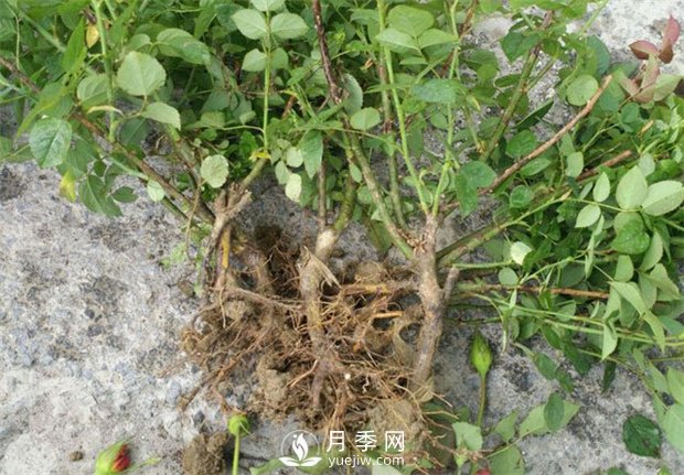 裸根的月季該如何種植？南陽(yáng)大田月季基地告訴你(圖1)