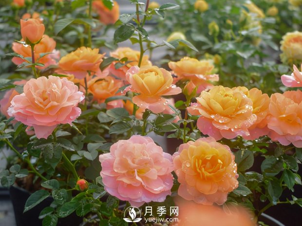 南陽(yáng)月季花的實(shí)用修剪教程是什么？(圖1)