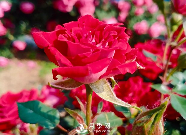 怎樣讓月季開(kāi)更多更大的花？(圖1)
