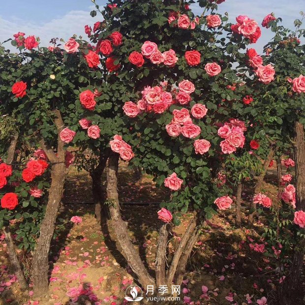 南陽(yáng)月季之鄉，全國月季中心，批發(fā)品種齊全(圖2)