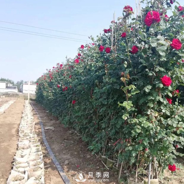 南陽(yáng)月季之鄉，全國月季中心，批發(fā)品種齊全(圖3)