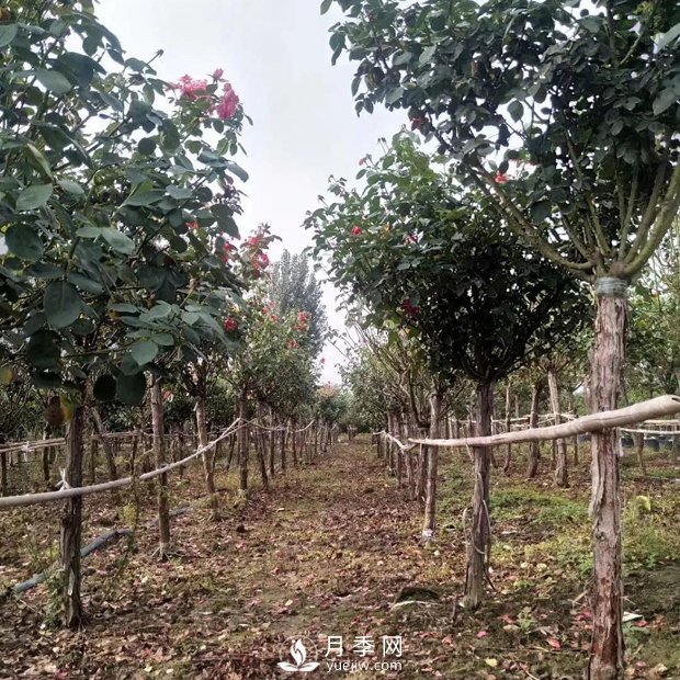 南陽(yáng)月季之鄉，全國月季中心，批發(fā)品種齊全(圖1)