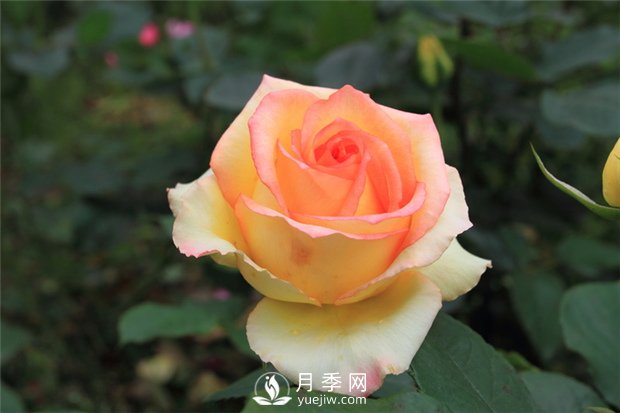 苗木成活率不高？12招樹(shù)木養護秘訣，要知曉！(圖1)