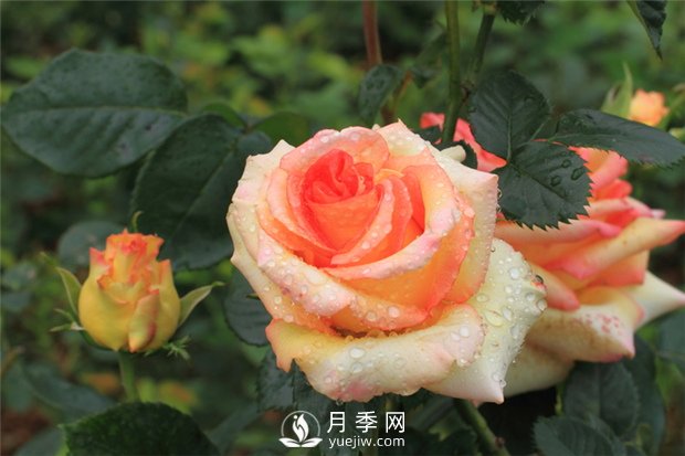 月季是怎么繁殖的？5種月季的繁殖方法(圖1)