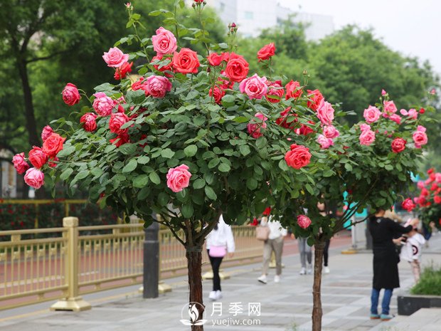 月季網(wǎng)：樹(shù)狀月季四季管理養護技巧(圖1)