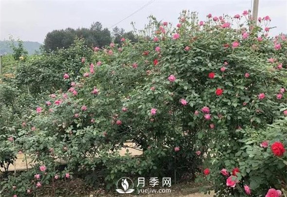地栽月季花的養殖方法(圖1)