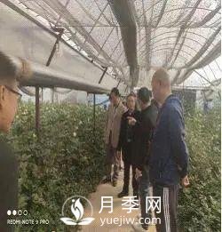 玉溪市開(kāi)展國家級月季鮮切花 高效無(wú)土栽培標準化示范區中期檢查(圖1)