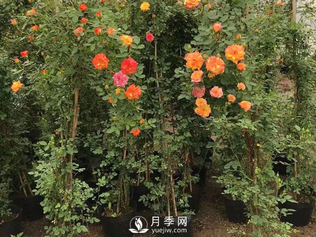 春季果樹(shù)養護要點(diǎn)(圖1)